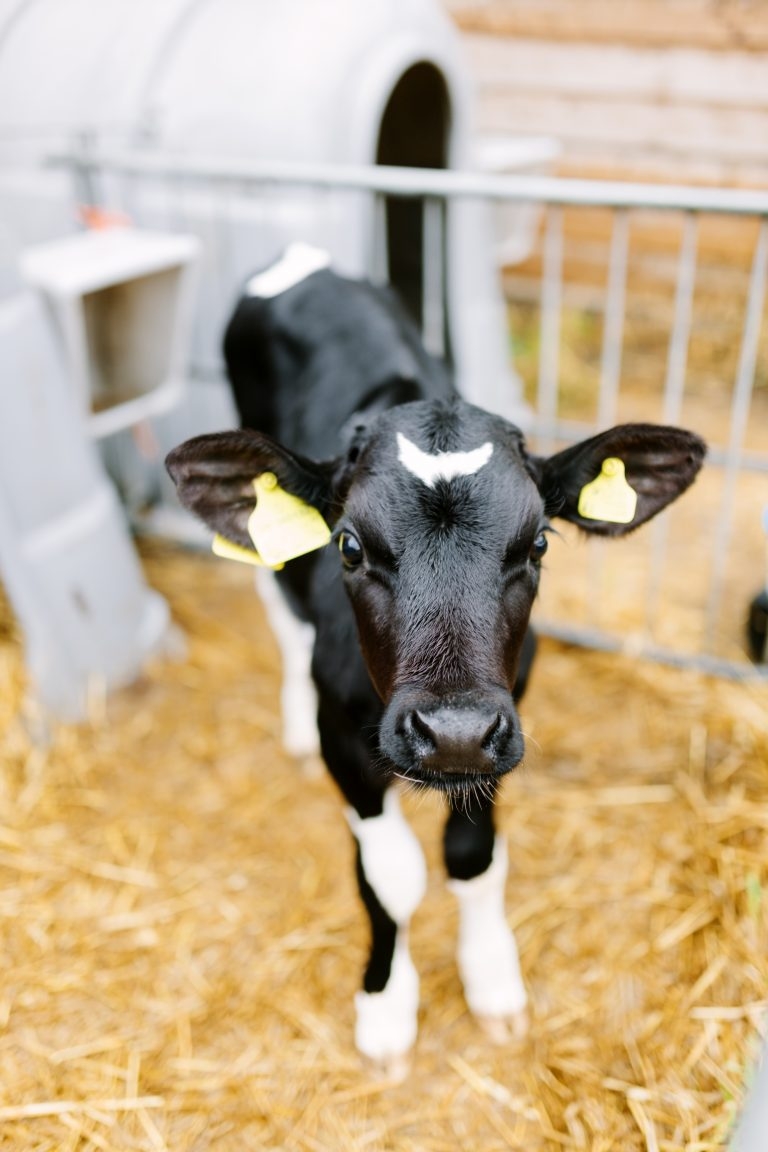 New Calf Housing for Health and Welfare Grant