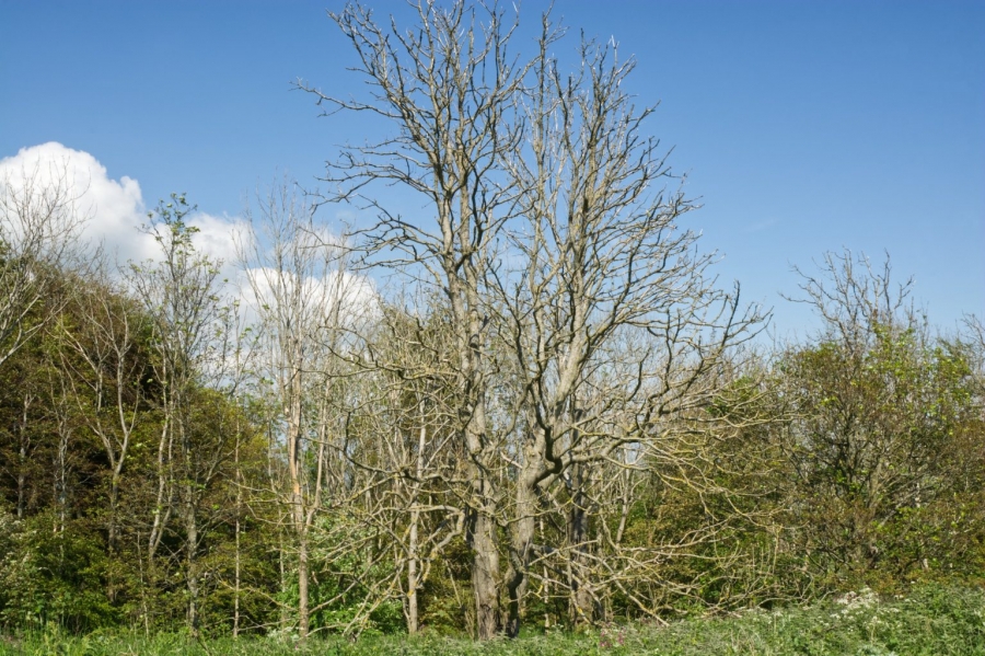 Ash dieback is now widespread in Yorkshire....