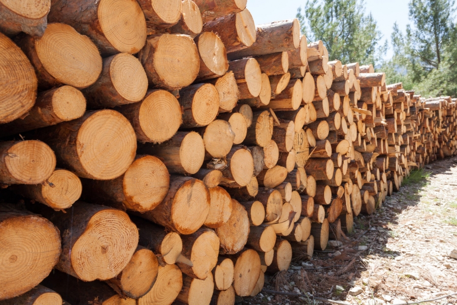 Timber Market Review 2022